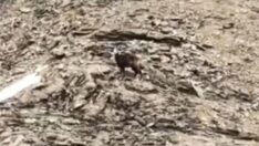 Tunceli’de koruma altındaki şamualar görüntülendi