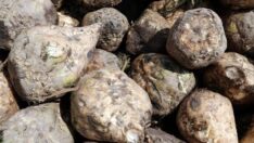 Türkşeker pancar avans fiyatını artırdı