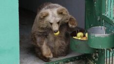 Turkuaz yeniden görmeye başladı