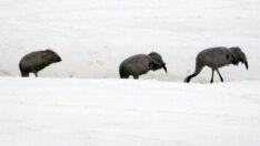 Turnalar 30 yıl aradan sonra yeniden Yüksekova’ya gitti