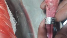 Tuz Gölü’ndeki yaralı flamingonun ayağında İran’a ait çip bulundu