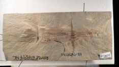 Vampir Kalamarının 10 kollu olduğu ortaya çıktı