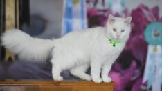 Van kedileri ‘en güzel’ seçilmek için podyuma çıkacak