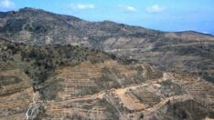 Yangında küle dönen Tırazlı’da “yeşil mutluluk”