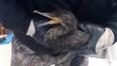 Yaralı halde bulundu… Denize döneceği günü bekliyor