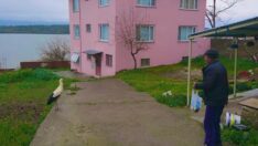 Yaren leylek, Adem amca gelmeyince evinin bahçesine kondu