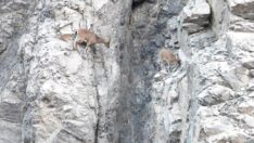 Yer çekimine meydan okuyorlar! Artvin’de dağ keçileri böyle görüntülendi