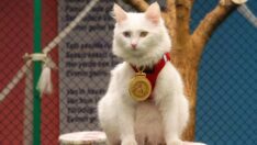 Yılın en güzel Van kedisi ‘Mia’ ziyaretçilerin ilgi odağı oldu