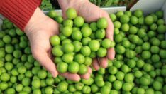 Yılın ilk eriğinin kilosu 600 TL’den satıldı