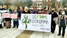 ‘Zeytinleri kesin yoksa biz keseriz’