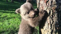 Ziyaretçiler yavru boz ayıya ‘Liva’ ismini verdi