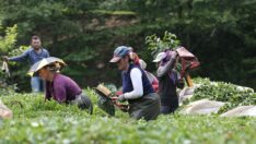 210 bin çay üreticisinin gübre alacak parası yok