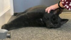 5 yıl önce kaybolan tek gözlü kedi, açık deniz petrol platformunda bulundu