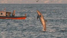 Alman fotoğrafçı görüntüledi… İşte İstanbul’un yunusları