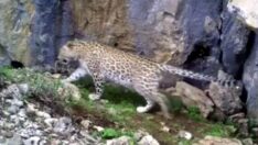 Anadolu Leoparı Antalya’da ortaya çıktı