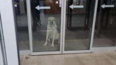 Anne köpek yavrusunu hastane kapısında bekledi