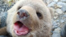 Annesi bulanamayan yavru ayı korumaya alındı