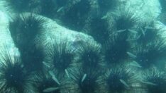 Antalya’da koloni olarak görüntülendi: Dikenleri zehirli