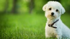 Araştırmacılar, vegan diyetlerin köpekler için daha sağlıklı olduğunu söylüyor