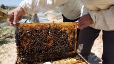 Arıcıların coğrafi işaret alan ‘zahter balı’ mesaisi