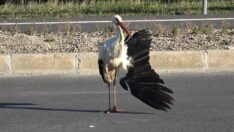 Arnavutköy’de kanadı kırılan leyleğin göç yolculuğu yarım kaldı