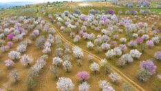 Badem ağaçları çiçek açtı, ortaya görsel şölen çıktı