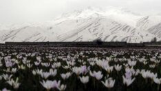 Baharın müjdecisi kardelenler çiçek açtı