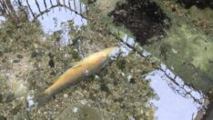 Balıklıgöl’de yaşanan balık ölümleri korkuttu