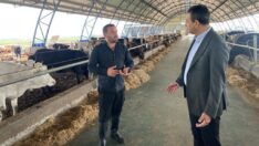 Besici iflasın eşiğinde: Hayvanını beslese de kesse de zarar ediyor