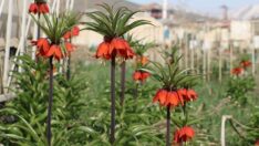 Bir aylık ömrü olan ters laleler çiçek açtı