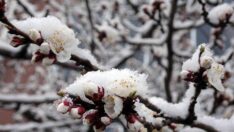 Birçok şehir nisanda beyaza büründü