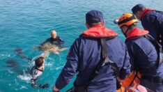 Bitkin halde bulunan caretta caretta tedaviye alındı