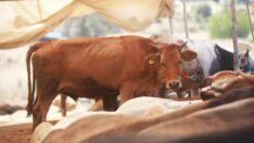 “Böyle giderse değil kurbanlık, içecek süt ve ayran bulamayacağız”