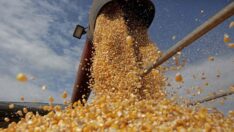 Buğday ve mısır alarm veriyor