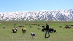 Çoban bulamadılar, nöbete başladılar