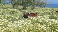 Datça’yı dalleme sardı
