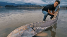 Dev balık yüzünden 25 dakika nehirde sürüklendi