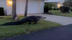 Dev timsah evlerin bahçelerinde gezdi