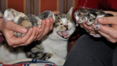 Doğum sancıları başlayan kedi sağlık merkezinin yolunu tuttu