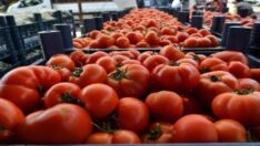 Domates fiyatında son 7 yılın rekoru
