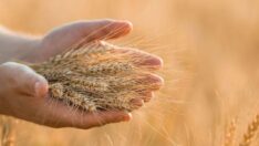 Dünya Bankası’ndan gıda krizi uyarısı