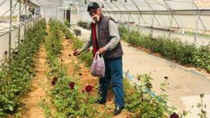 Dünyada sadece Halfeti’de yetişiyor