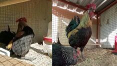 Dünyaya ün salan bayılan horozdan üzen haber