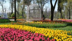 Emirgan’da lale zamanı