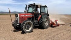 En büyük ikinci ‘tahıl ambarı’nda kuraklık endişesi