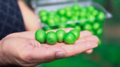 Erik tezgaha indi, fiyatı dudak uçuklattı