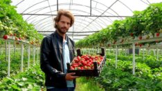 Erkenci çileğin kilosu 20 liraya düştü