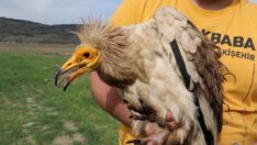 Eskişehir’de yakalanan küçük akbabaya uydu vericisi takıldı