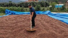 Fındığı bekleyen büyük tehlike