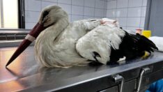 Göç yolculuğu yarım kalmıştı… ‘Bahar leylek’ için kritik süreç